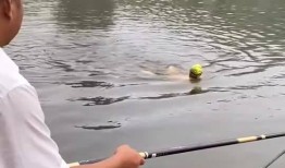 爆料钓鱼被打怎么办视频,勇敢维权，法律助力守护正义